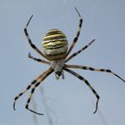 Wespen- oder Zebraspinne [Argiope bruennichi]