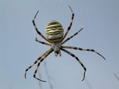 Wespen- oder Zebraspinne [Argiope bruennichi]