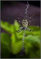 Wespen- oder Zebraspinne (Argiope bruennichi)