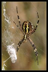 Wespen- oder Zebraspinne