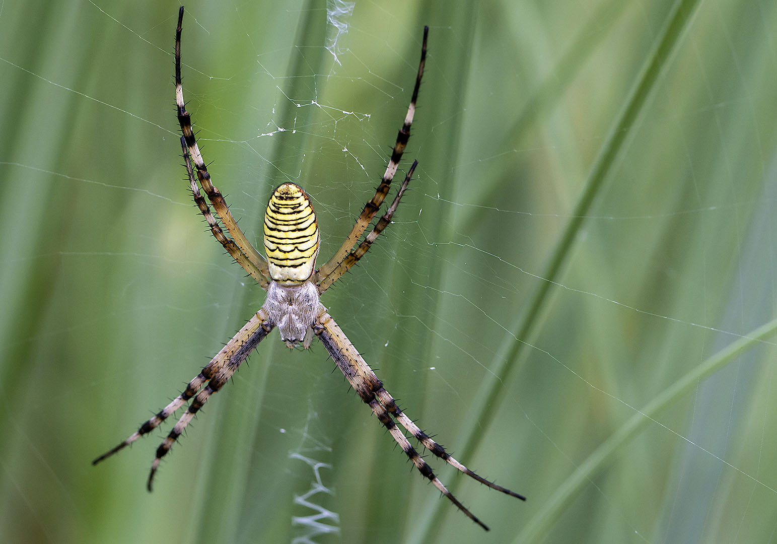 Wespen-oder Zebraspinne