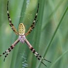 Wespen-oder Zebraspinne