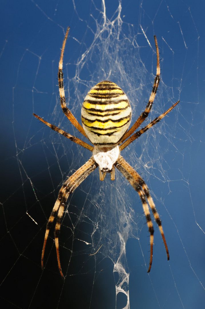 Wespen- oder Zebraspinne