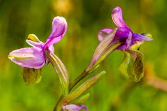 Wespen-Ragwurz (Ophrys tenthredinifera)