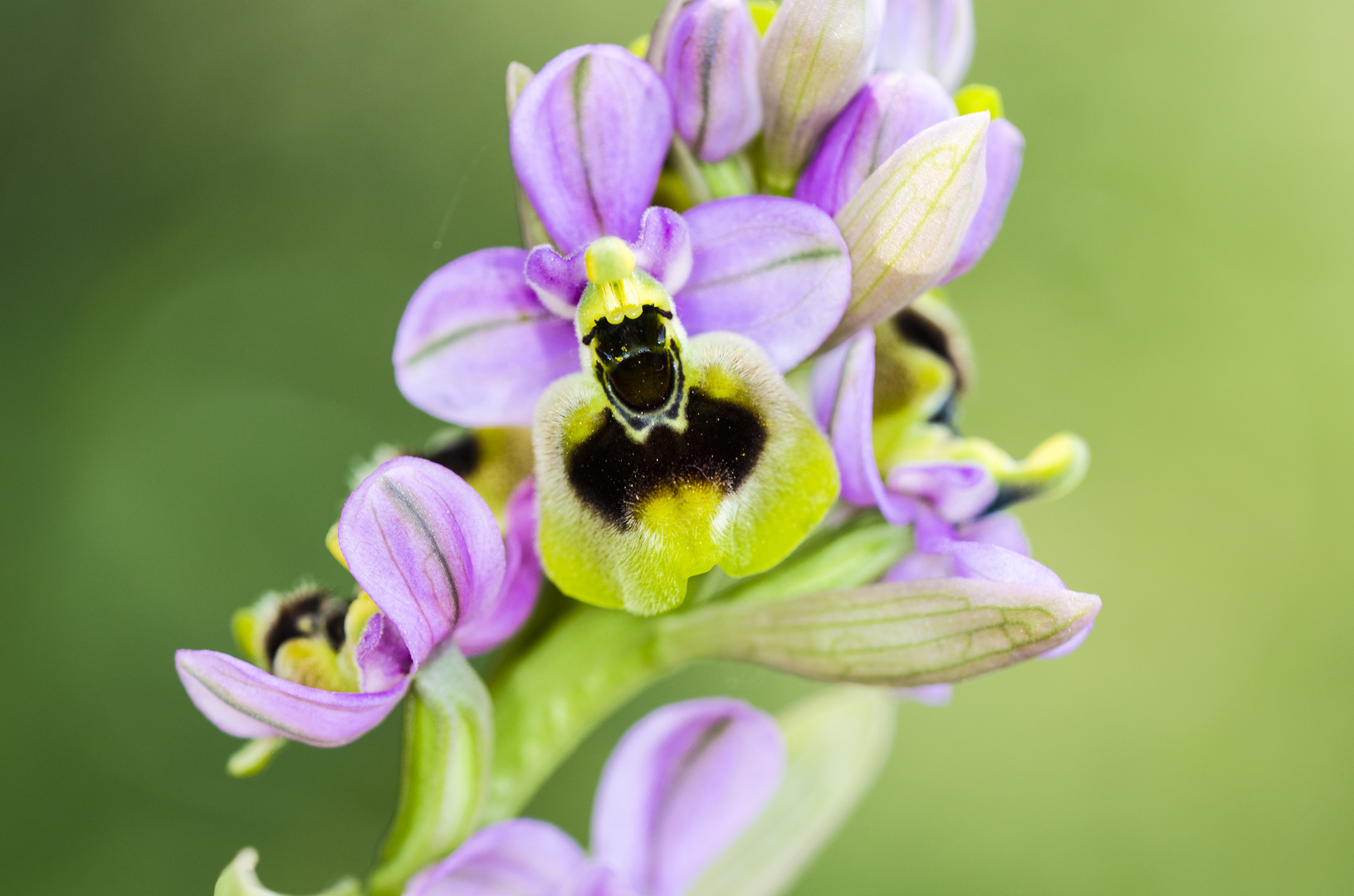 Wespen-Ragwurz (Ophrys tenthredinifera)