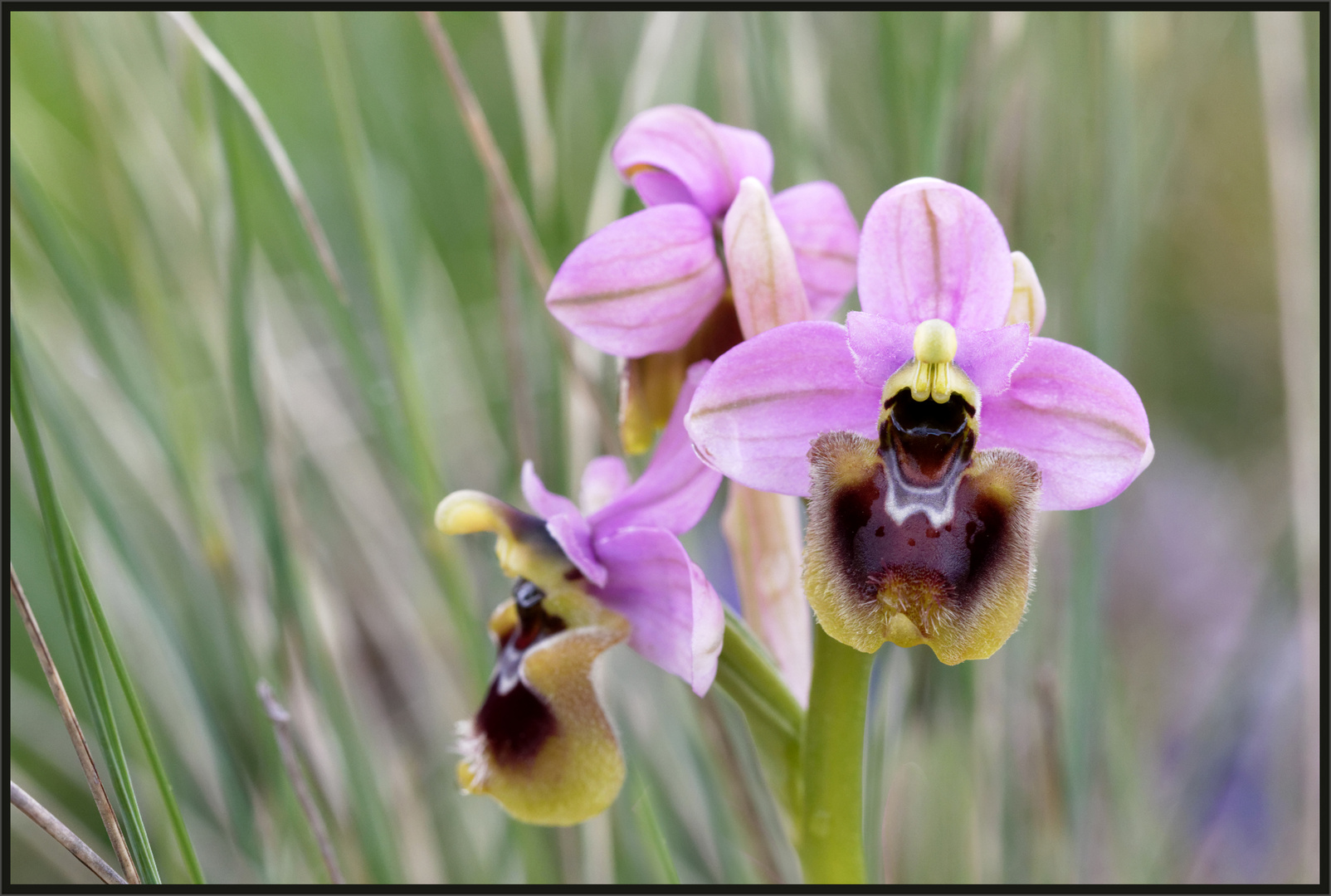 Wespen-Ragwurz (Ophrys tenthredinifera) 