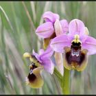 Wespen-Ragwurz (Ophrys tenthredinifera) 