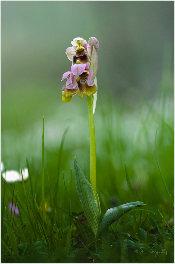 Wespen-Ragwurz-(Ophrys-tenthredinifera)