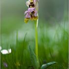 Wespen-Ragwurz-(Ophrys-tenthredinifera)