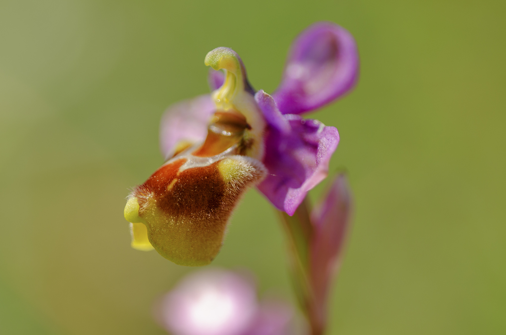 Wespen-Ragwurz (Ophrys tenthredinifera)