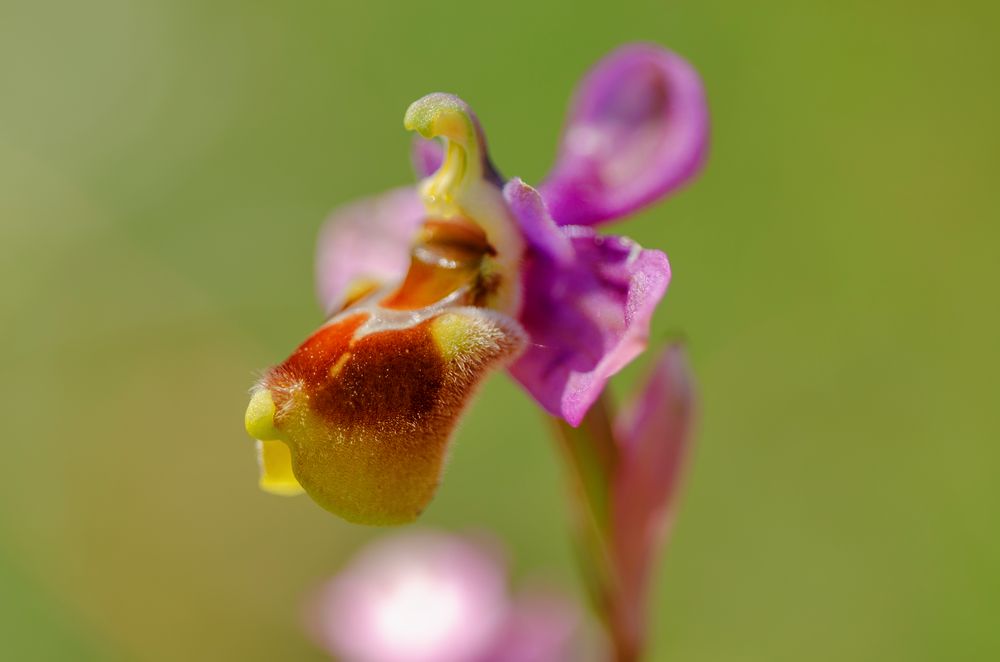 Wespen-Ragwurz (Ophrys tenthredinifera)