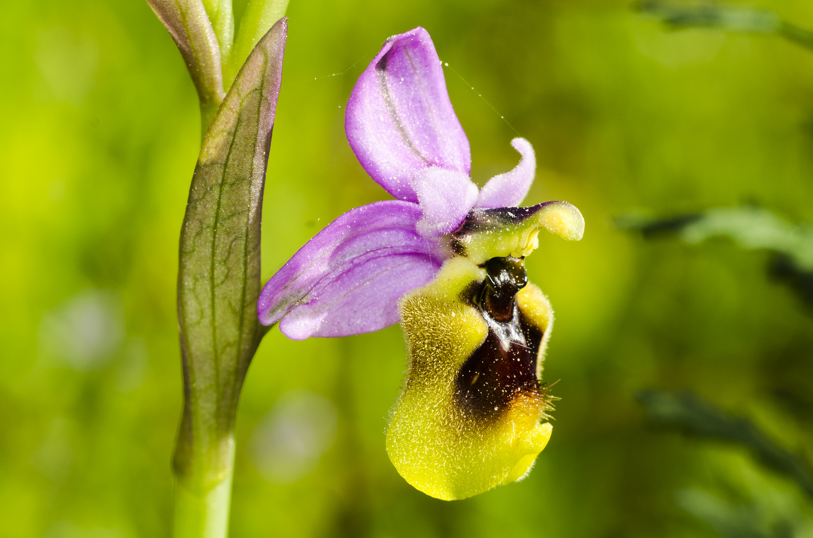 Wespen-Ragwurz (Ophrys tenthredinifera)