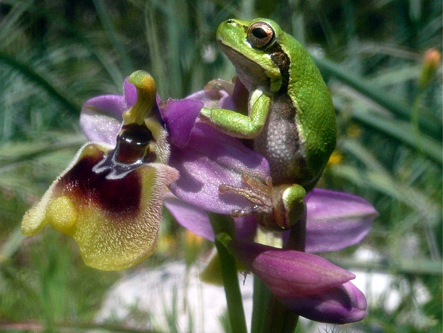 Wespen-Ragwurz (Ophrys tenthredinifera) mit Tyrrhenischem Laubfrosch (Hyla sarda)