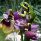 Wespen-Ragwurz (Ophrys tenthredinifera) mit Tyrrhenischem Laubfrosch (Hyla sarda)