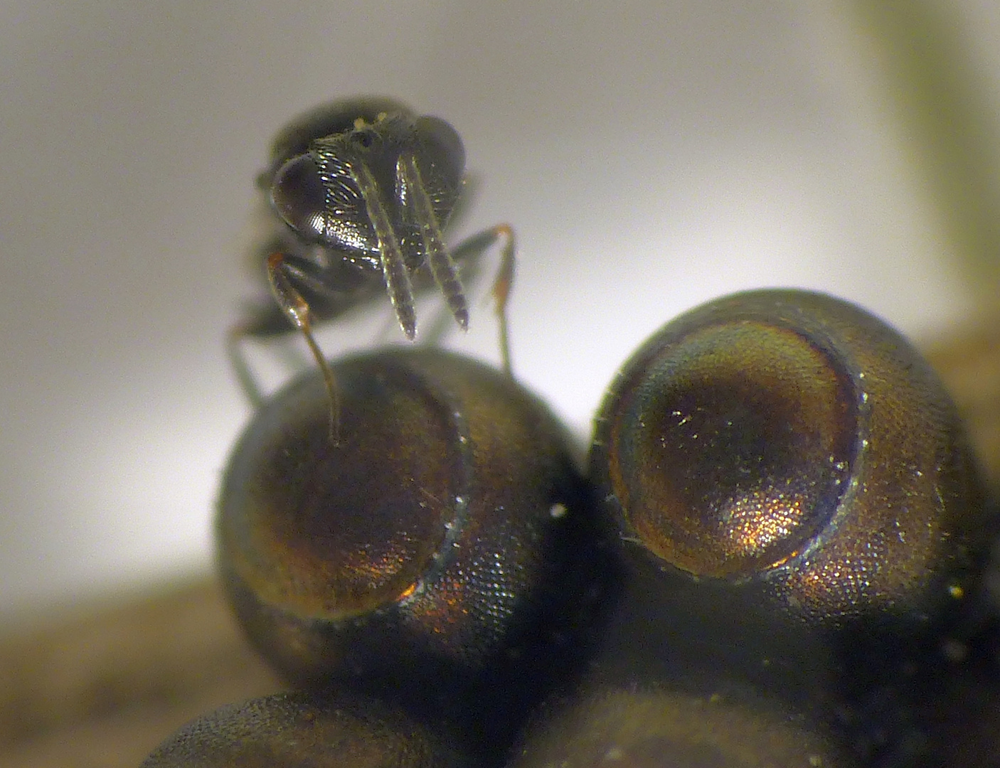 Wespen schlüpfen aus Wanzeneiern