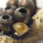 Wespen schlüpfen aus Wanzeneiern