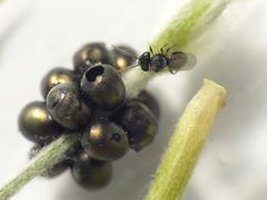 Wespen schlüpfen aus Wanzeneiern