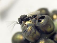 Wespen schlüpfen aus Wanzeneiern