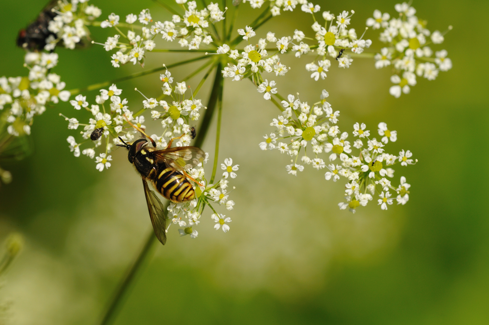 (Wespen) - Schwebfliege