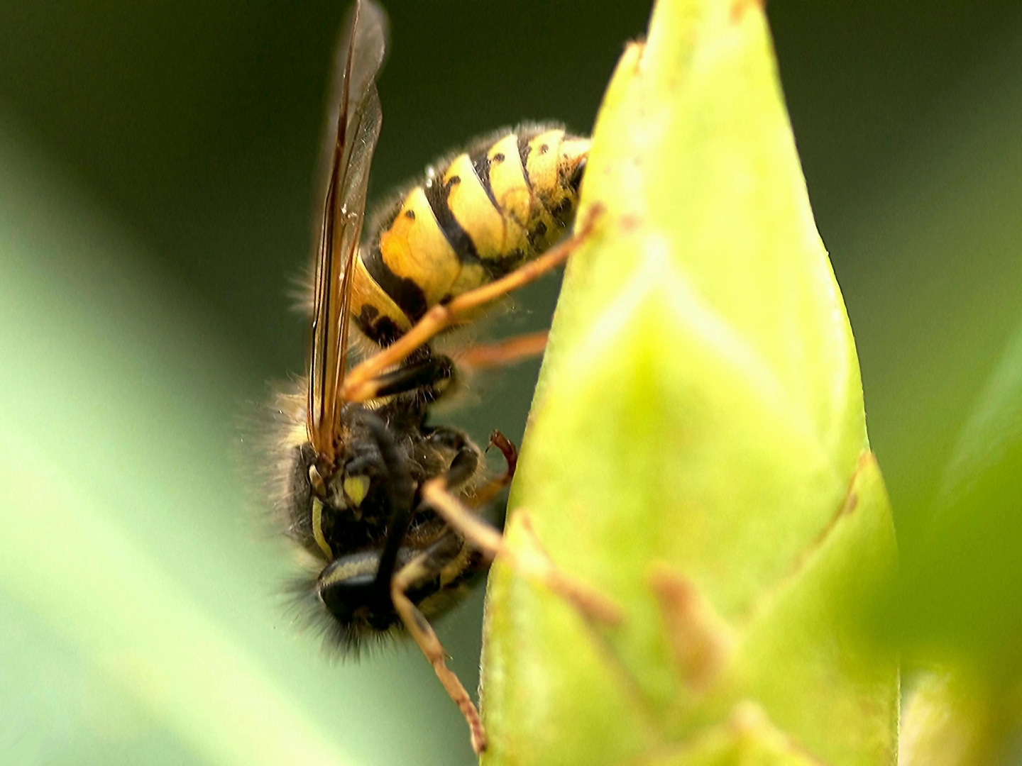 Wespen sind schön für´s Foto, ....