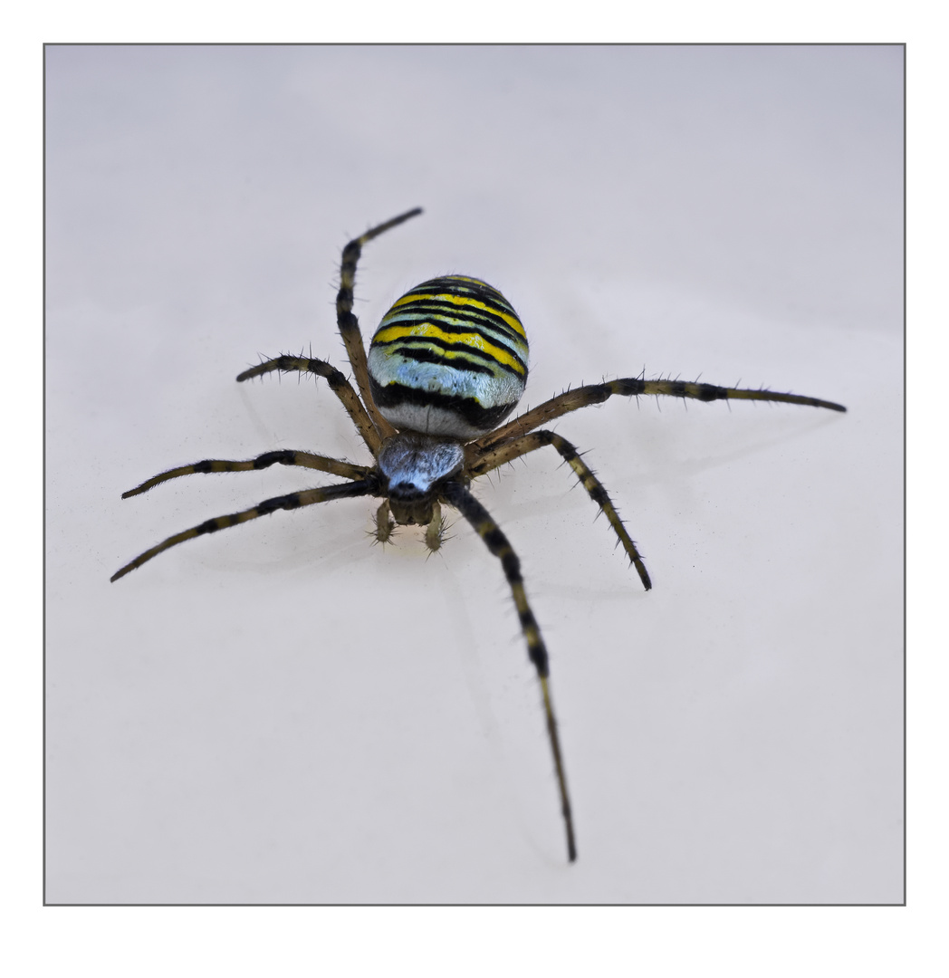 Wespen Spinne