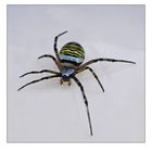 Wespen Spinne