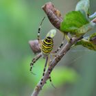 Wespen Spinne