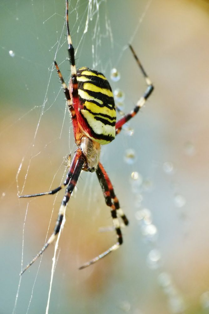 Wespen-Spinne