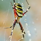 Wespen-Spinne