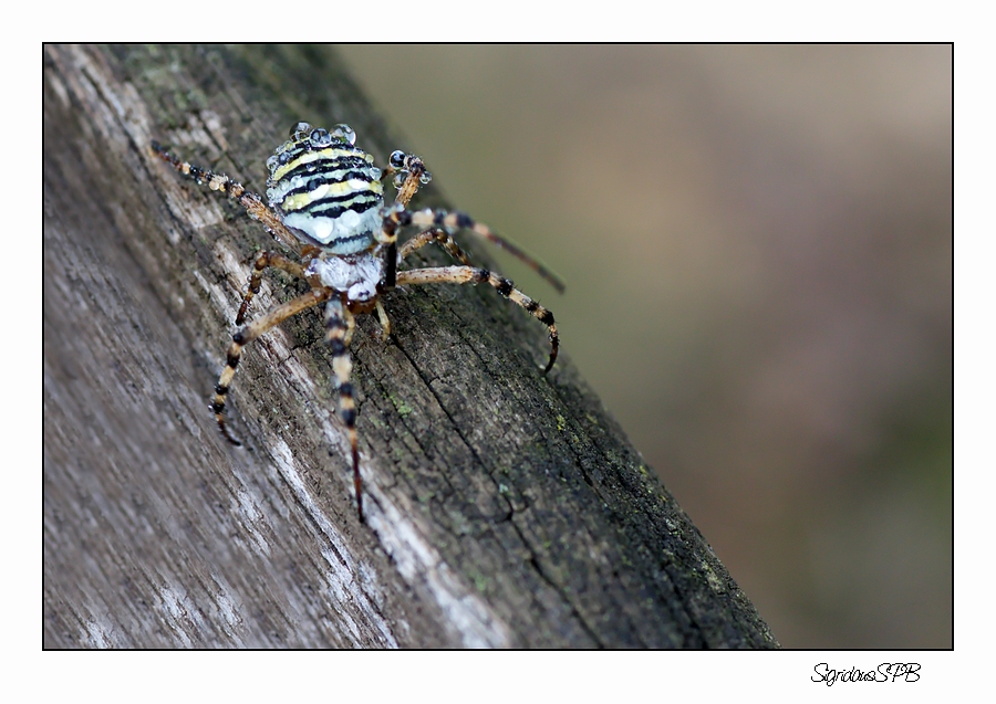 Wespen-Spinne