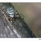 Wespen-Spinne