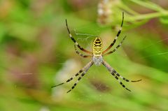 Wespen-Spinne (Argiope bruenichi)