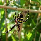 WESPEN-SPINNE (Argiope bruennichi)