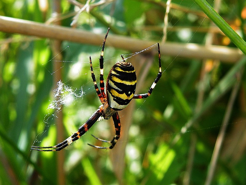 WESPEN-SPINNE (Argiope bruennichi)