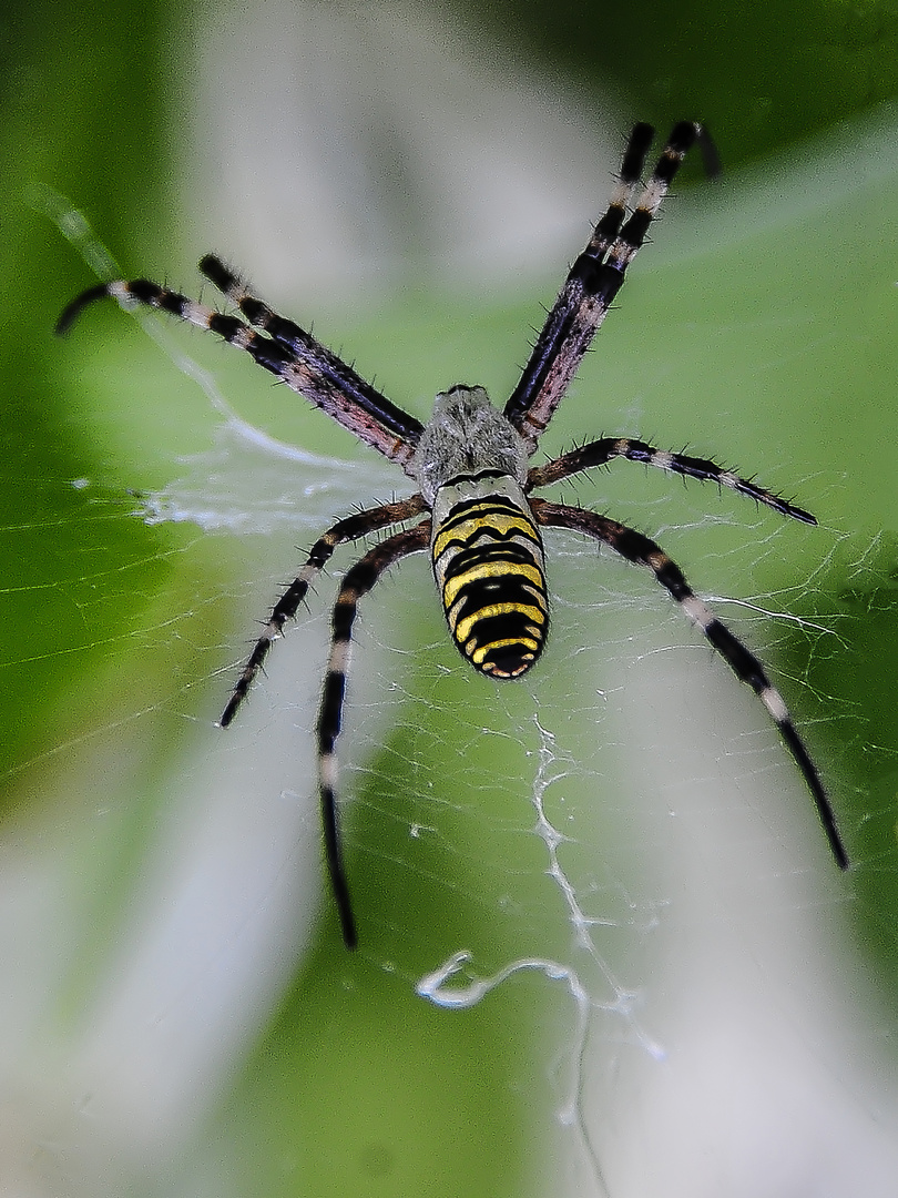 Wespen Spinne