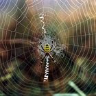 Wespen Spinne 