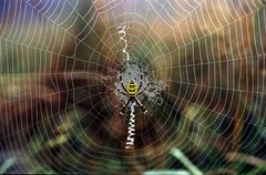 Wespen Spinne 