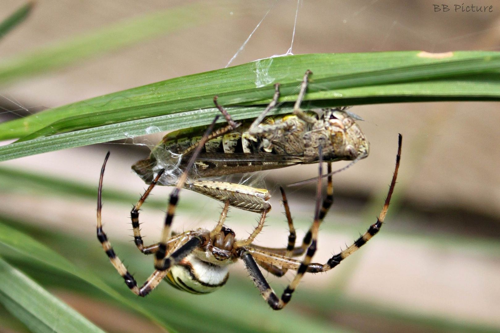 Wespen Spinne beim Mittagessen 