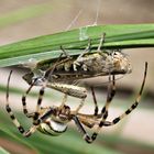 Wespen Spinne beim Mittagessen 