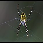 Wespen-Spinne im Gegenlicht