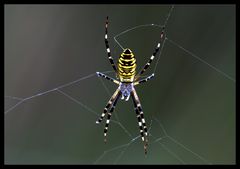 Wespen-Spinne im Gegenlicht