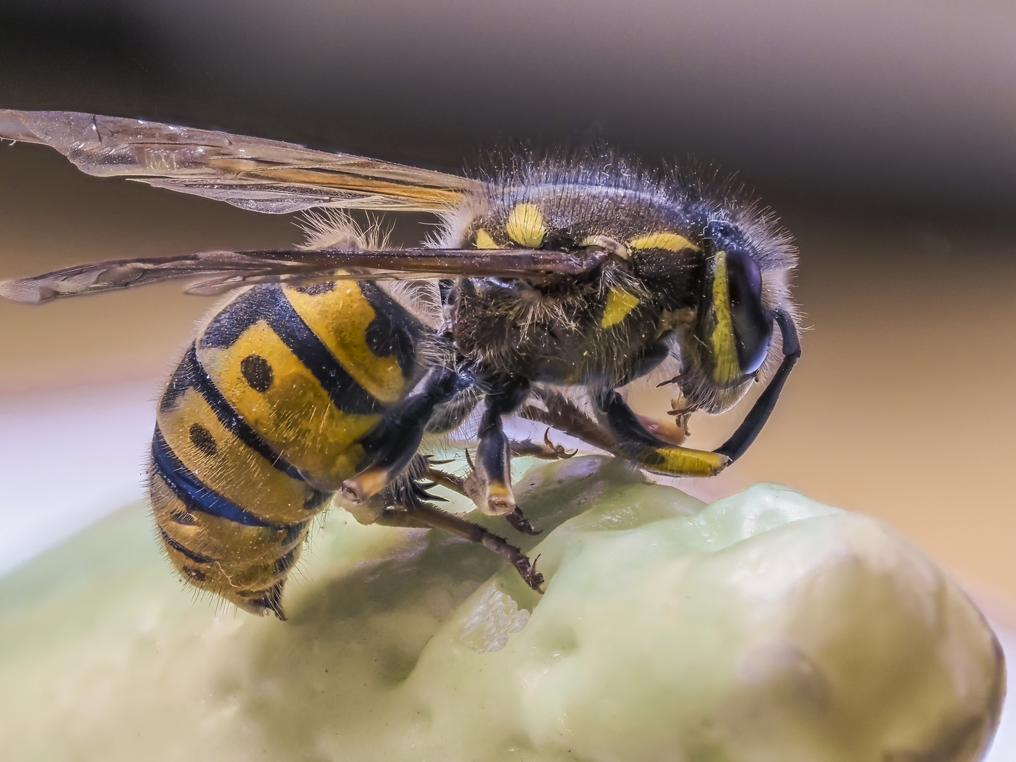 Wespen "Stich" Foto & Bild tiere, tierfotos, macro Bilder auf