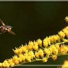 Wespen und der Nektar von der Kanadische Goldrute