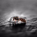 Wespen - und Hornissenschutz