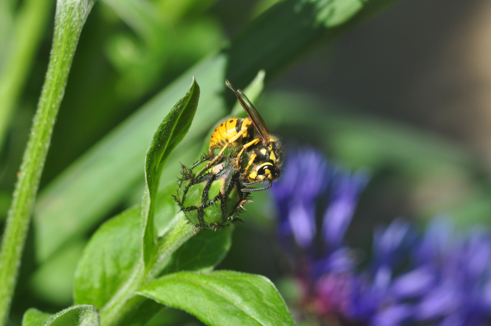 Wespen und Kornblume