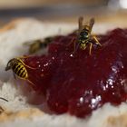 Wespen und Marmeladenbrot