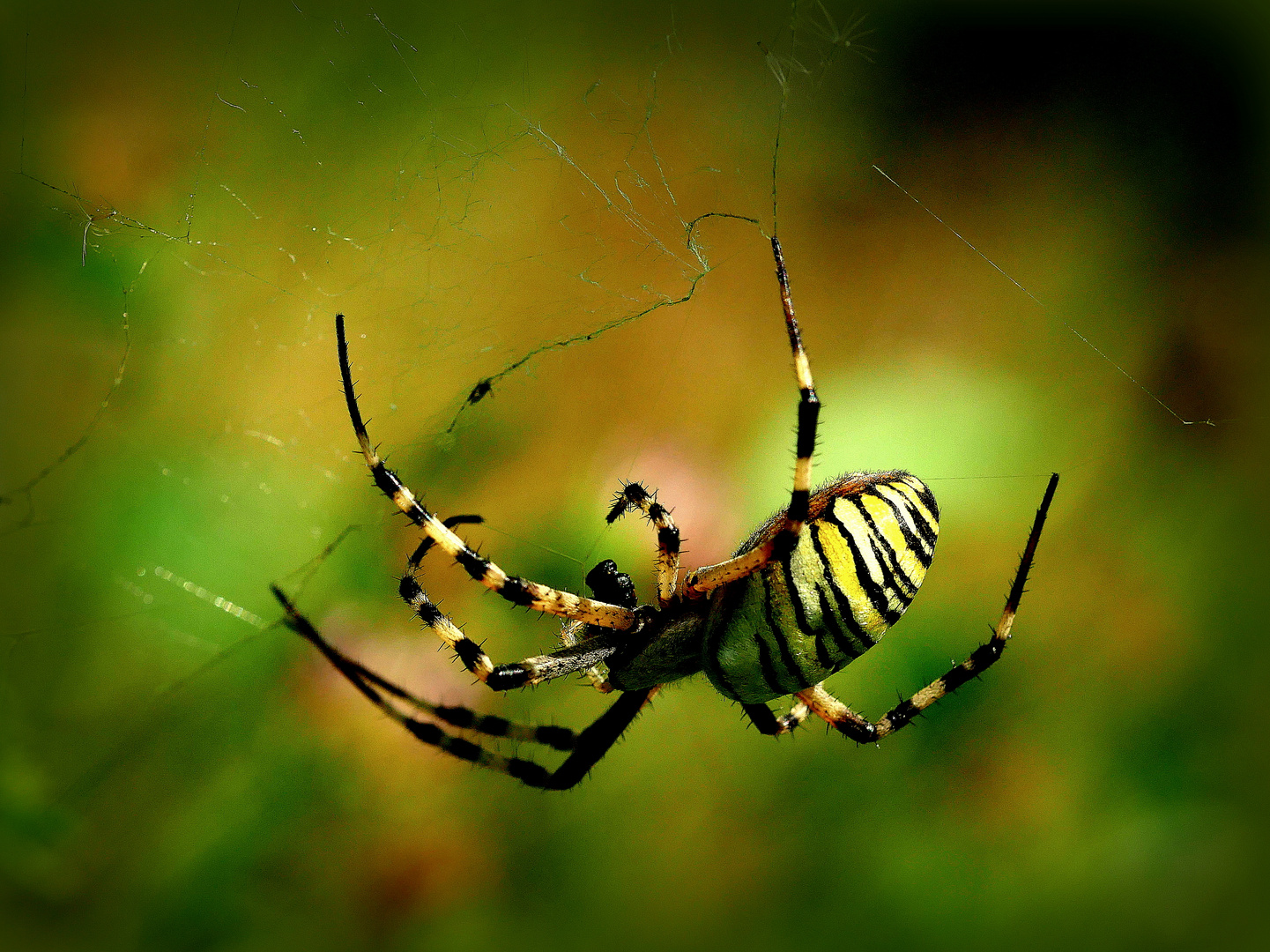 Wespen-Zebra-Tigerspinne weibl