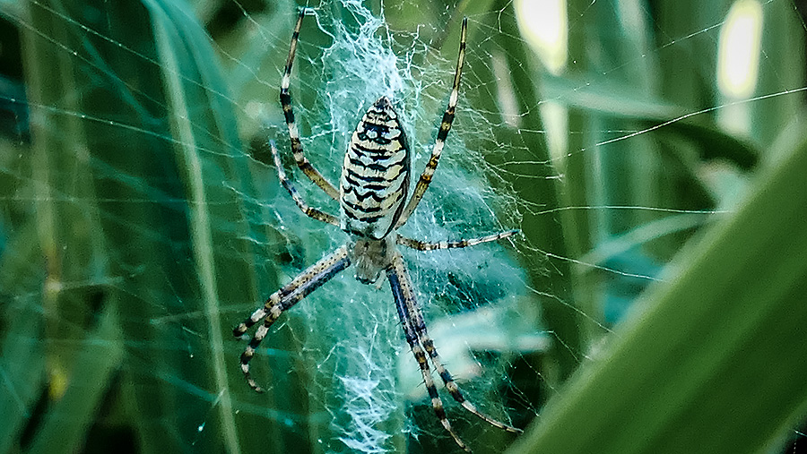 Wespen-Zebraspinne