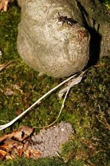 Wespenbiene auf der Lauer (Überblick)