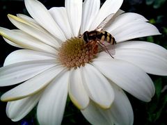 Wespenbiene auf einer Blüte